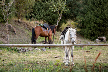 Horses are large. Harnessed and saddled, the horses are tied to a stall in a green meadow....