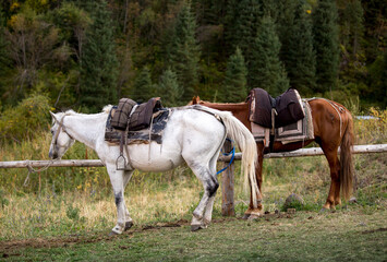 Horses are large. Harnessed and saddled, the horses are tied to a stall in a green meadow....