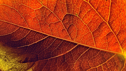 Autumn leaf in macro for background.