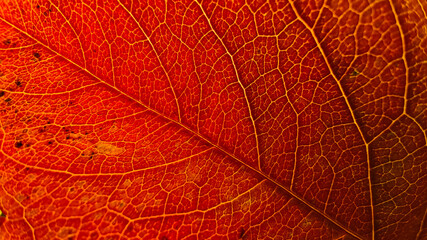 Naklejka na ściany i meble Autumn leaf in macro for background.