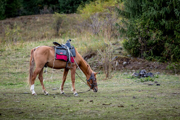 Horses are large. Harnessed and saddled, the horses are tied to a stall in a green meadow....