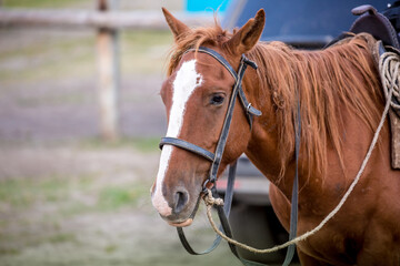 Horses are large. Harnessed and saddled, the horses are tied to a stall in a green meadow. Horseback riding. Against the background of the mountains.