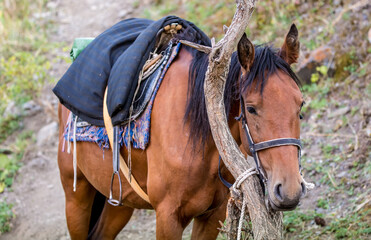 Horses are large. Harnessed and saddled, the horses are tied to a stall in a green meadow....
