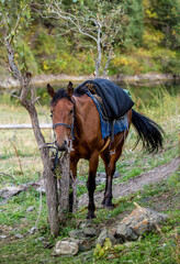 Horses are large. Harnessed and saddled, the horses are tied to a stall in a green meadow. Horseback riding. Against the background of the mountains.