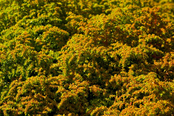 Texture of small green vases. Little green leaves close up. Houseplants.