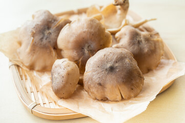 天然きのこ　ハタケシメジ