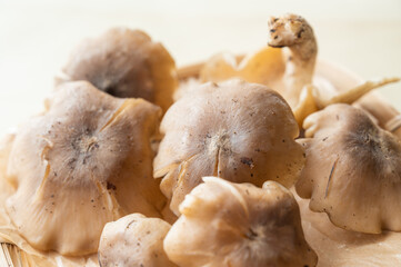 天然きのこ　ハタケシメジ