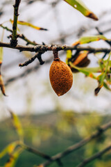 Almendra colgando del almendro
