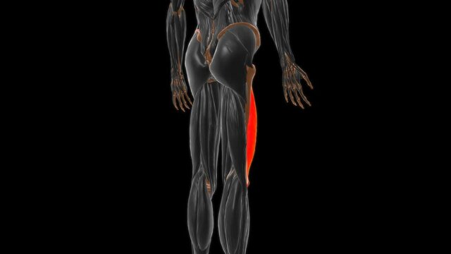 Vastus intermedius Muscle Anatomy For Medical Concept 3D