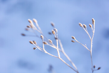 Close Up Of Frosty Plants