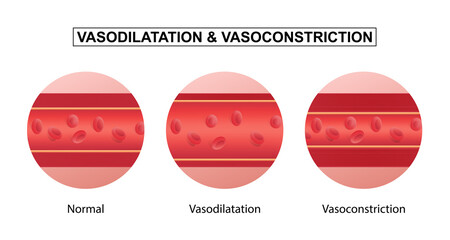 Vasodilation and vasoconstriction. comparison of Blood vessels.