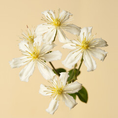 White with yellow stamens flowers of clematis isolated on a beige background.