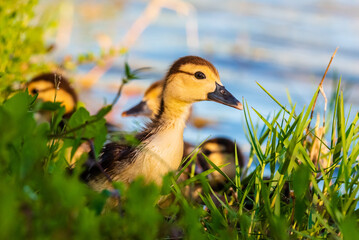 Muscovy duckling in the grass