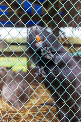 life of pets on the farm 