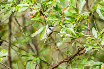 Black-capped chickadee on a branch