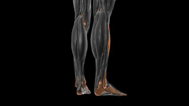 Tibialis anterior Muscle Anatomy For Medical Concept 3D