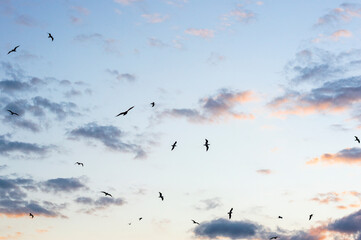 Photo of a blue sky with birds during the sunset