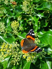 butterfly on flower