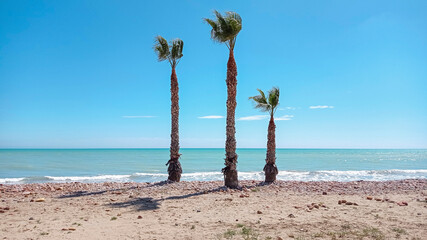beach with three palm trees