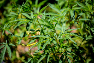 Cannabis plantation in the Chui valley. Bushes of cannabis by a stern plan. Leaves of narcotic plants for the manufacture of anasha. Hemp. marijuana