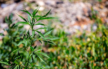 Cannabis plantation in the Chui valley. Bushes of cannabis by a stern plan. Leaves of narcotic plants for the manufacture of anasha. Hemp. marijuana