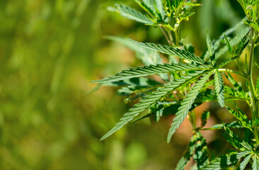 Cannabis plantation in the Chui valley. Bushes of cannabis by a stern plan. Leaves of narcotic plants for the manufacture of anasha. Hemp. marijuana