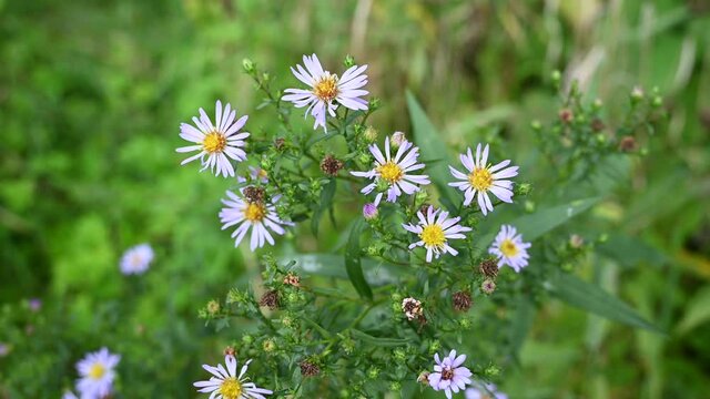 Alpine aster lilac flowers in the garden. Video with a static camera. High quality 4k footage