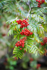 Natural colorful autumn background of wild rowan berry and green foliage closeup