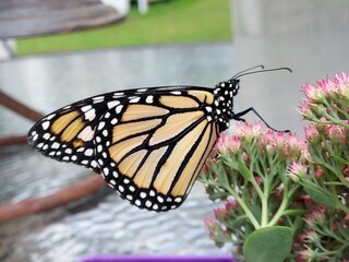 monarch butterfly on flower