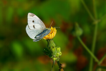 A white moth feeding on the nectar of this small yellow dandelion bud in Upstate NY in...