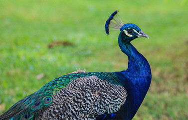 Fototapeta premium peacock with feathers