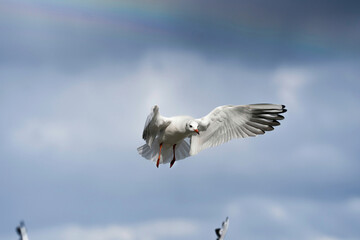 Fototapeta premium seagull in flight