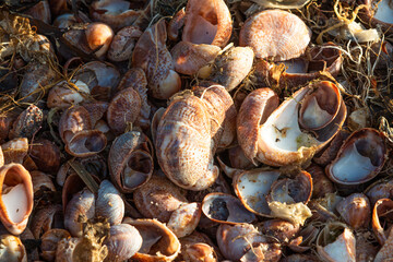 Seashells washed up on the beach with seaweed