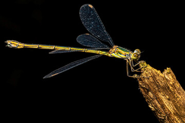 dragonfly on a branch