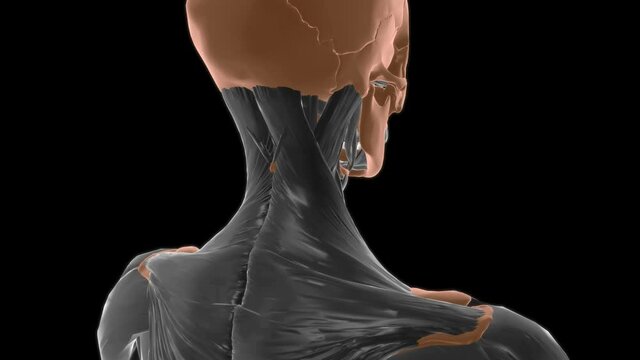 Sternothyroid Muscle Anatomy For Medical Concept 3D