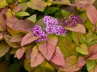 pink spirea flowers