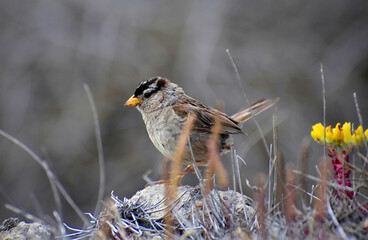 grasshopper in the grass