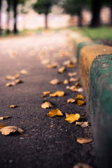 Fallen golden yellow brown dry birch leaves lie on asphalt road near concrete curb painted with green paint cloudy cold day. Bright autumn comes to city streets