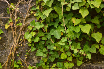 Background from old brickwork, vine leaves are woven in the upper right corner