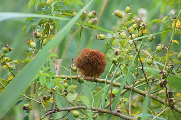 Dog rose green seeds closeup view with selective focus on foreground