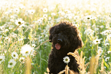 Young  brown labradoodle puppy in a sunny field of daisy flowers
