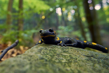 Salamander sits on a stone in the forest. Macro photo with shallow depth of field