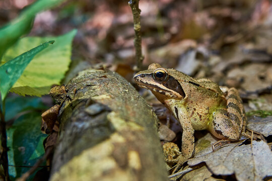 Frog (Rana) in the autumn forest. The amphibian hid behind a fallen branch, among dry leaves