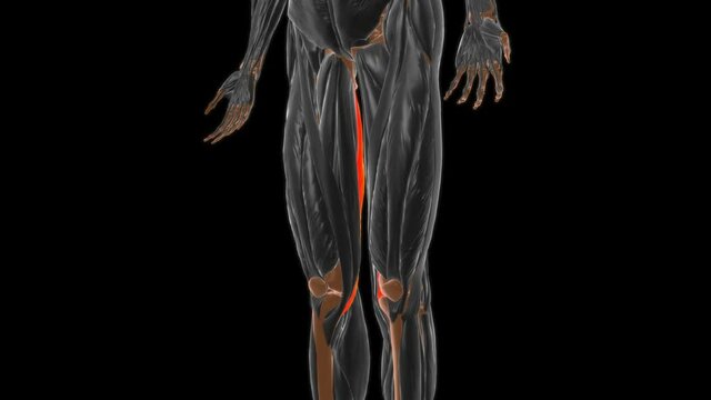 Semimembranosus Muscle Anatomy For Medical Concept 3D