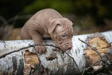 Beautiful little purebred Pit Bull Terrier puppy playing in the forest.