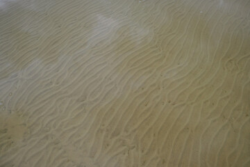 The texture of the bottom. Lake Svitiaz, Volyn, Ukraine. 
Ecology concept. 