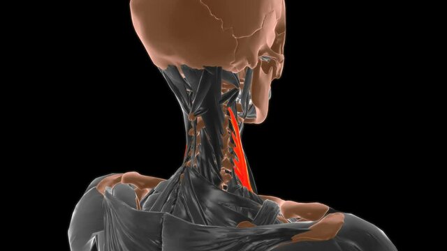 Scalenus medius Muscle Anatomy For Medical Concept 3D
