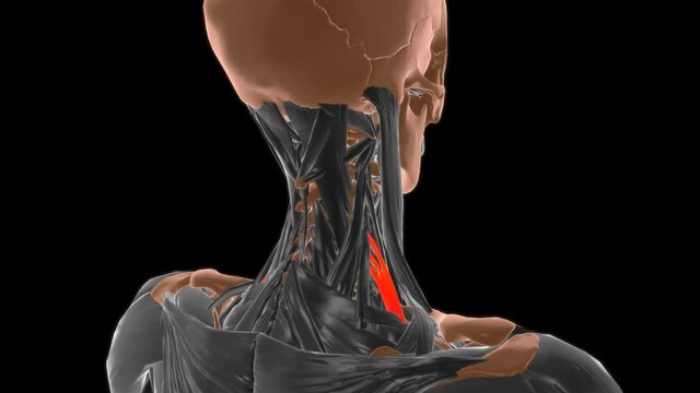 Scalenus posterior Muscle Anatomy For Medical Concept 3D