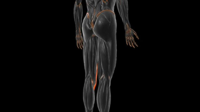 Sartorius Muscle Anatomy For Medical Concept 3D