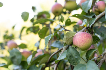 Ripe red juicy apples on an apple tree. Copyspace